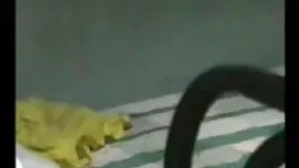 অবতরণের হা ডান - পুর ...