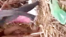 চাঁচা, মেয়েদের সেক্ ...