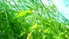 সিইও সেক্স ভিডিও সেক ...