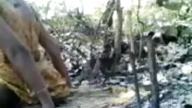 ব্লজব, লেডীবয়, উভমু ...